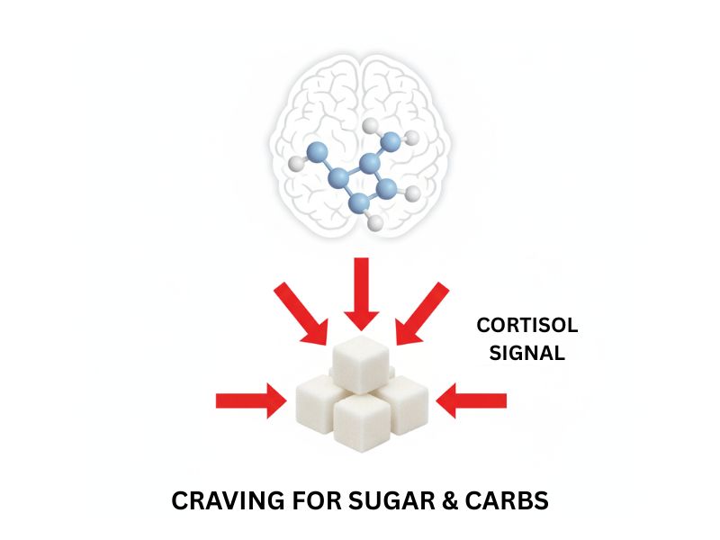 Simple infographic showing cortisol molecule and brain with arrows pointing to sugar cubes, clean medical illustration style